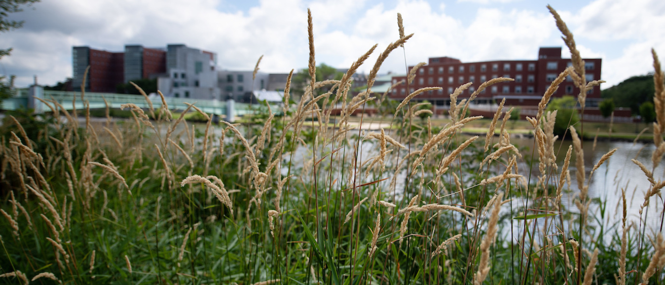A river with long grass in the foreground